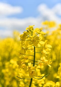 blooming rapeseed field