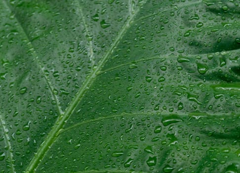 Falling Rain drops on green plant leaf. Kachu pata or mammoth elephant ear Taro cocoyam with fresh water raindrops of dew in morning. Summer Rain stock photo. Nature Rainy Season Background. Close up