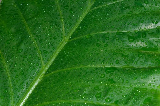 Falling Rain drops on green plant leaf. Kachu pata or mammoth elephant ear Taro cocoyam with fresh water raindrops of dew in morning. Summer Rain stock photo. Nature Rainy Season Background. Close up