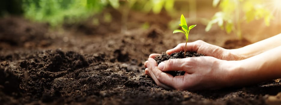 Woman hands taking care of a seedling in the soil. New sprout on sunny day in the garden in summer