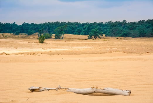 Hoge Veluwe, Gelderland, Netherlands, landscape and scenery in the dunes