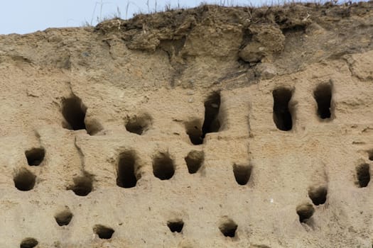 Swallows for swallows on the cliffs of Ahrenshoop city on the Baltic Sea peninsula Darss in Germany in summer.