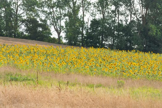 Field of blooming sunflowers on a background sunset