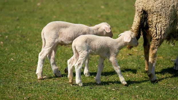 young newborn lambs on a meadow in the Herrenkrugpark in Magdeburg go after the mother animal