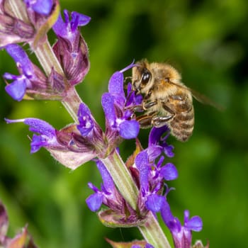 Honeybee in the spring is flying to a rosemary blossom, against blurred background and copy space