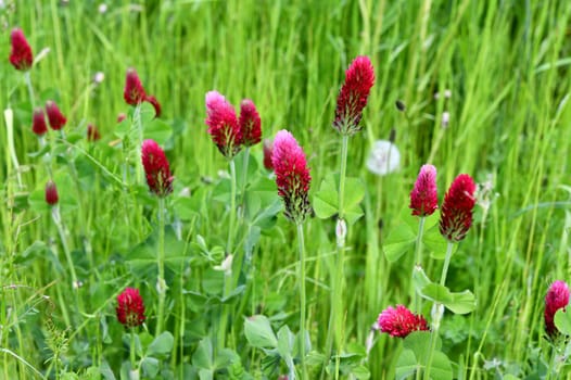 Trifolium incarnatum