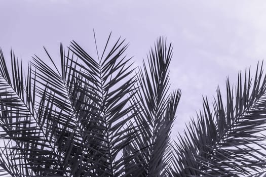 Sun light shines through leaves of palm. Beautiful wanderlust travel journey symbol for vacation trip to southern holiday dream island