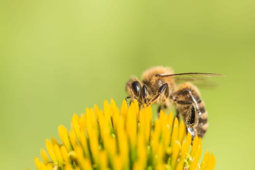 Animal sitting for pollination. Important insect for environment ecology ecosystem. Awareness of nature climate change sustainability.