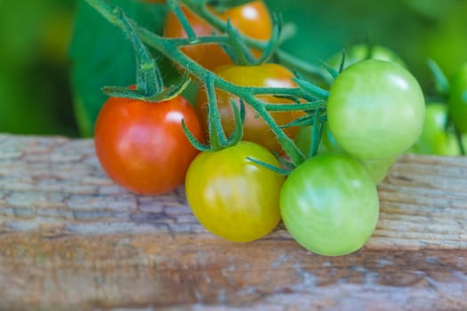 Delicious fresh and juicy vegetables from farming agriculture. Organic nature solanum food with summer plant growth to autumn harvest.