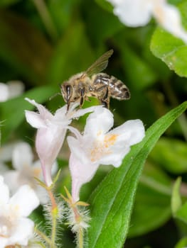 HonHoney bee sits on a white flower against a blurred green backgroundey bee sits on a white flower against a blurred green background
