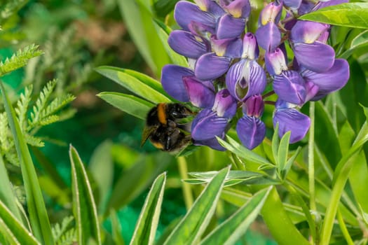 Bumblebee sits on a large blue lupine flower against a green background with copy space