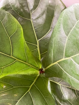 Top view of fiddle leaf fig , stock photo