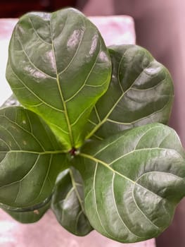 Top view of fiddle leaf fig , stock photo