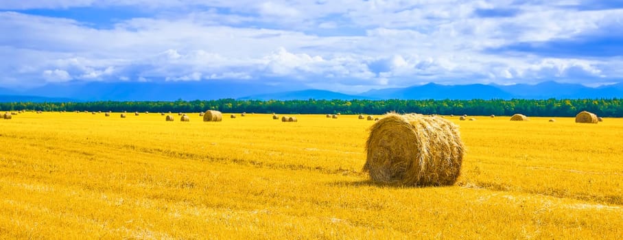 big round bales of straw in the meadow. Selective focus