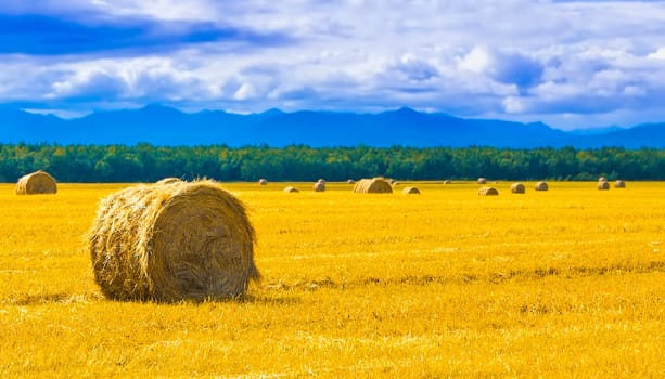 big round bales of straw in the meadow. Selective focus