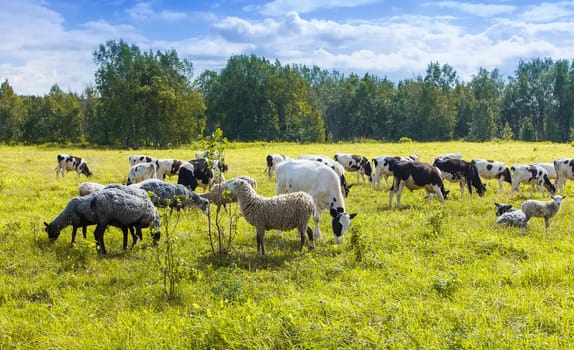 Flock of sheep and cows pasturing on green and yellow grass in a sunny day