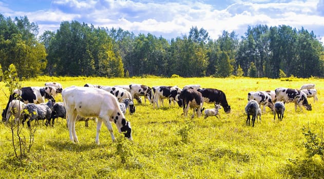 Flock of sheep and cows pasturing on green and yellow grass in a sunny day