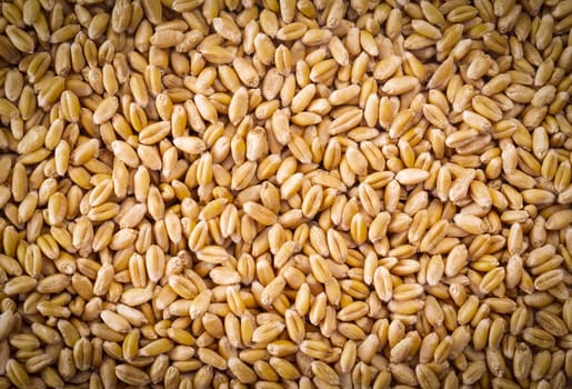 The Processed organic wheat grains as agricultural background.  Selective focus