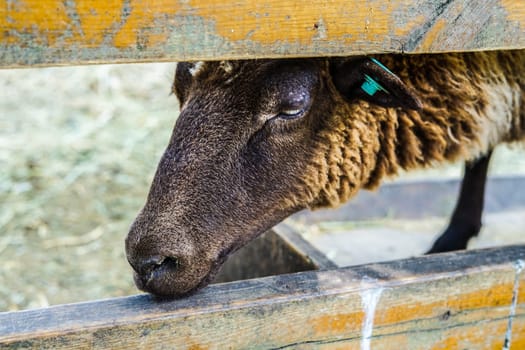 Image of sheep (sheep). Shooting Location: Yokohama-city kanagawa prefecture