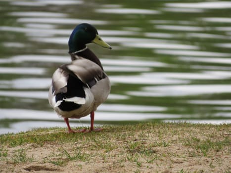 beautiful duck colored feathers water swim beak