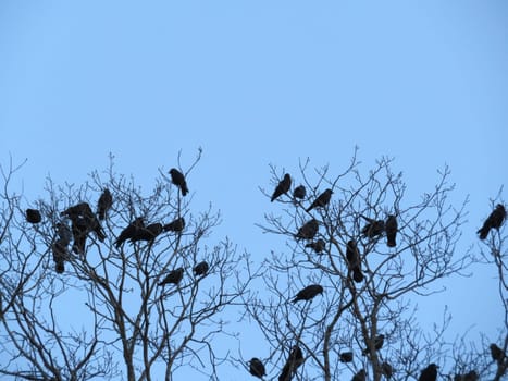 flock of tree birds resting emigration many