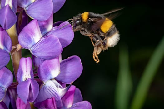 Bumblebee sits on a large blue lupine flower against a green background with copy space