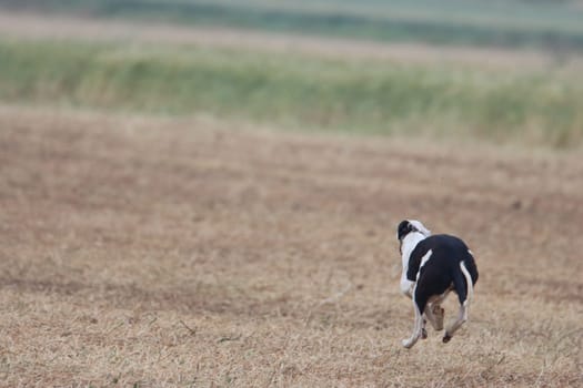 Spanish greyhound dog race hare hunting speed delivers passion