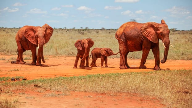 Family of four African elephants (Loxodonta africana) red from dust, walking on flat landscape on a hot day. Tsavo East National Park, Kenya