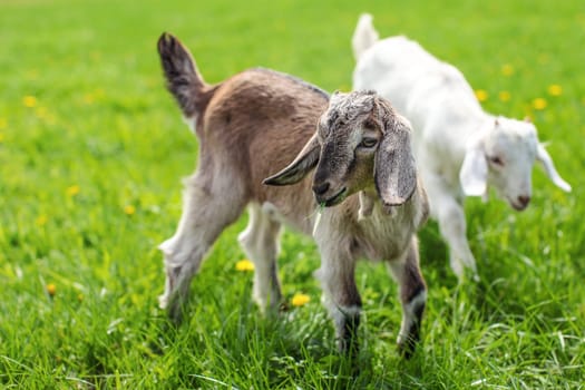 Couple of baby goat kids on the spring grass playing together.