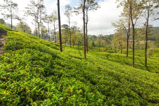 Green tea gardens with some trees, lit by morning sunlight. Kandy, Sri Lanka