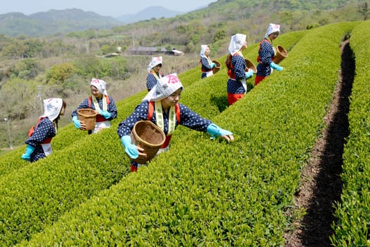 Young Japanese women harvesting green tea leaves on hill of tea plantation