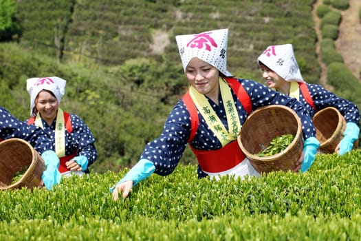 Young Japanese woman harvesting green tea leaves on hill of tea plantation