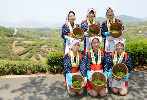 Young Japanese women harvesting green tea leaves on hill of tea plantation