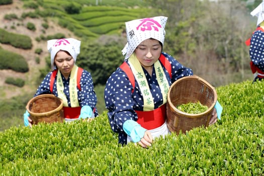 Young Japanese woman harvesting green tea leaves on hill of tea plantation