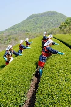 Young Japanese women harvesting green tea leaves on hill of tea plantation