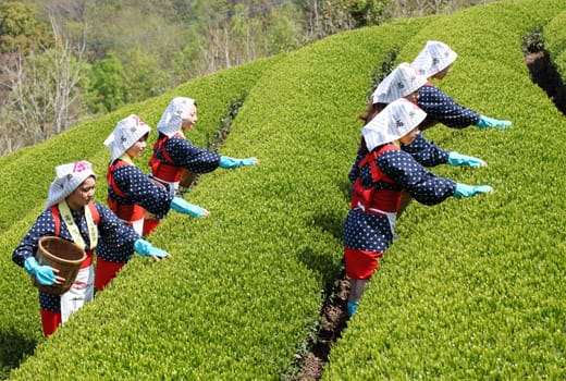 Young Japanese women harvesting green tea leaves on hill of tea plantation