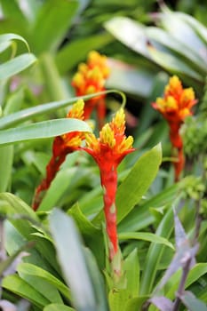 Beautiful flowers in Thailand on Koh Samui photographed close-up