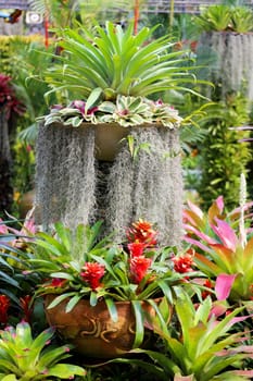 Beautiful flowers in Thailand on Koh Samui photographed close-up