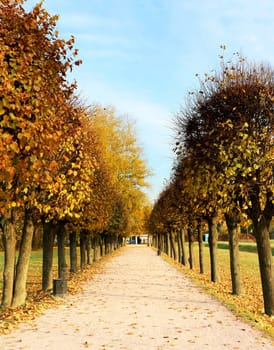 Beautiful linden alley in the park in Moscow