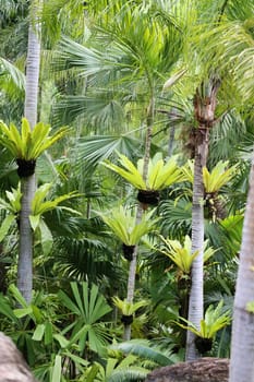 Beautiful green palm trees photographed close up
