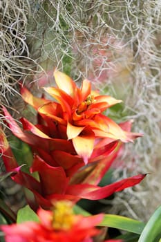 Beautiful flowers in Thailand on Koh Samui photographed close-up