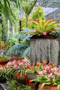 Beautiful flowers in Thailand on Koh Samui photographed close-up