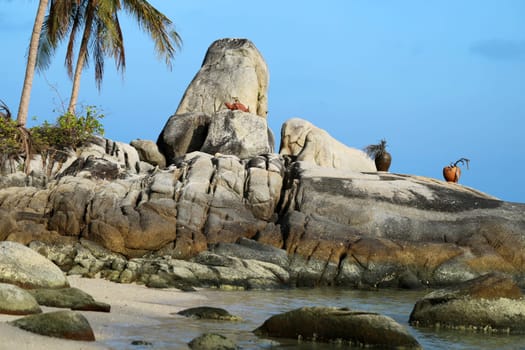 Rock with a statue of a turtle on the beach in Thailand on Koh Samui