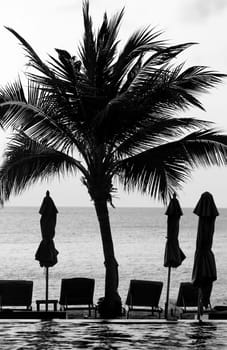 beautiful palm trees stand on the beach at sunset