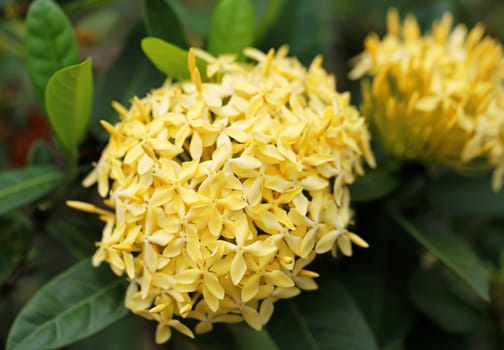 Beautiful flowers in Thailand on Koh Samui photographed close-up