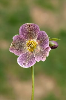 Purpur-Nieswurz  Christrose  Helleborus