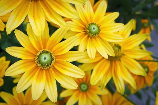 Clusters of yellow rudbeckia flowers blooming in the garden.
