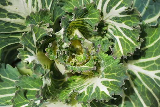 Macro of the center of ornamental bicolor kale.