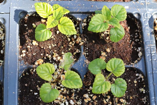 Young sage salvia plants growing in seedling starter trays.