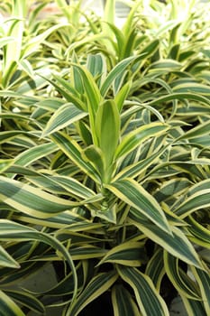 Closeup of the leaves on multiple dracaena plants.